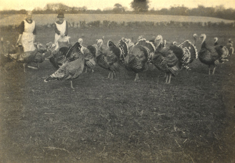 turkeys