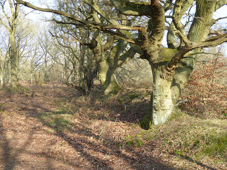 pollard oaks