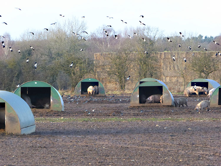 Lapwings over the
                        pigs