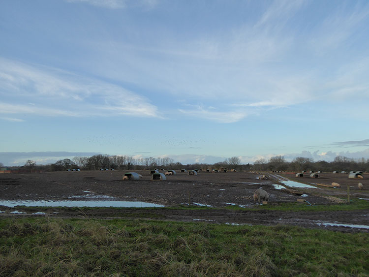 Staunton heath pig
                      farm