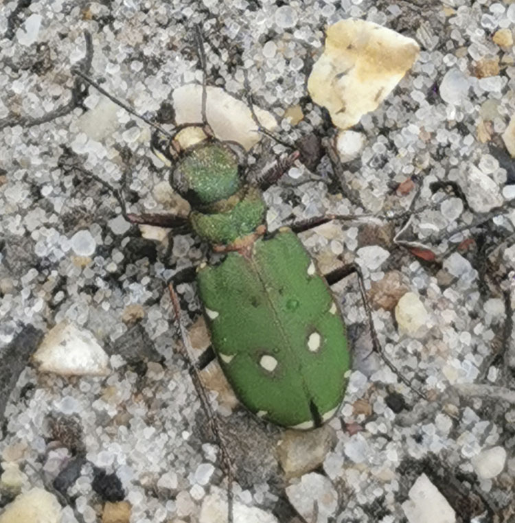 green tiger
                              beetle