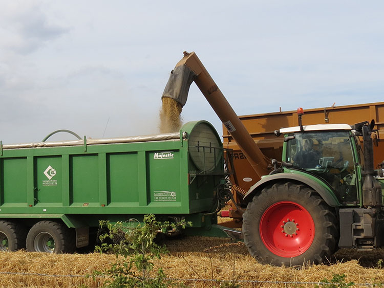 harvest