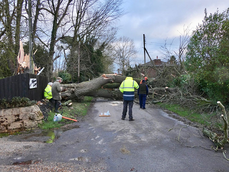 fallen oak