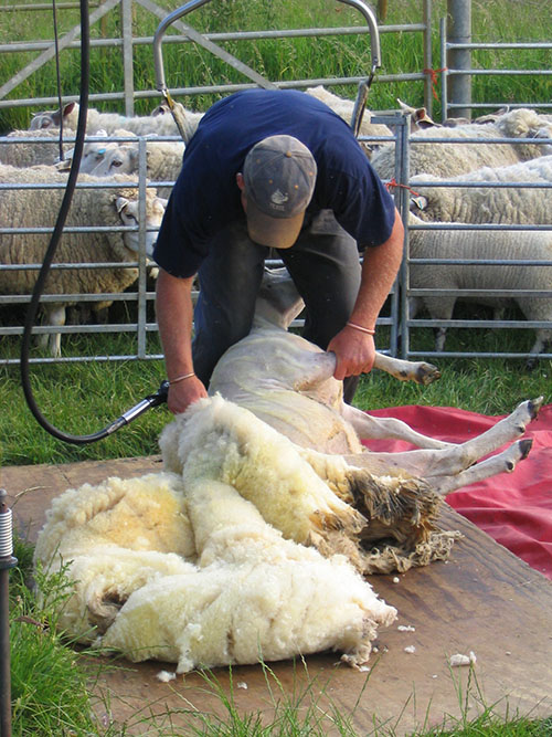 sheep shearing